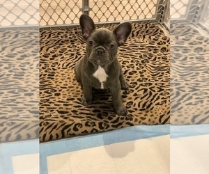 French Bulldog Puppy for sale in CHARLESTON, IL, USA