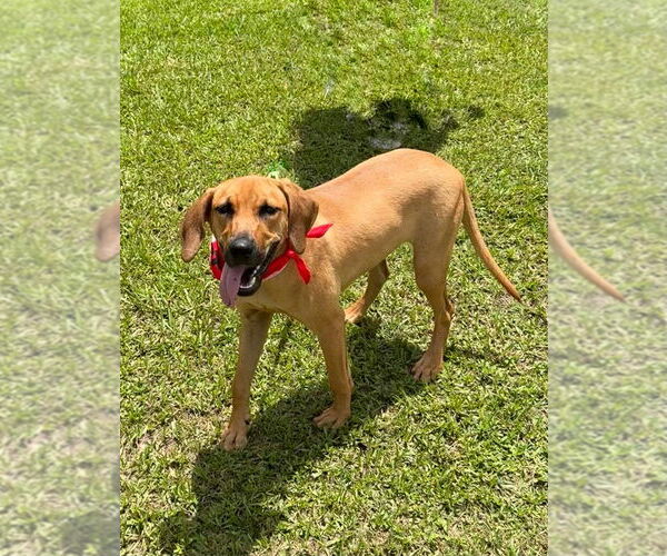 Medium Photo #10 Mutt Puppy For Sale in San Leon, TX, USA
