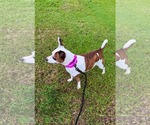 Small Photo #4 American Staffordshire Terrier-Unknown Mix Puppy For Sale in Oakhurst, NJ, USA