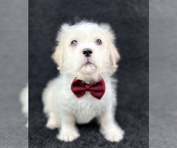 Medium Photo #3 Mutt Puppy For Sale in Grafton, WI, USA