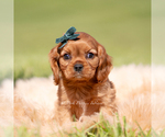 Small Photo #12 Cavalier King Charles Spaniel Puppy For Sale in WARSAW, IN, USA