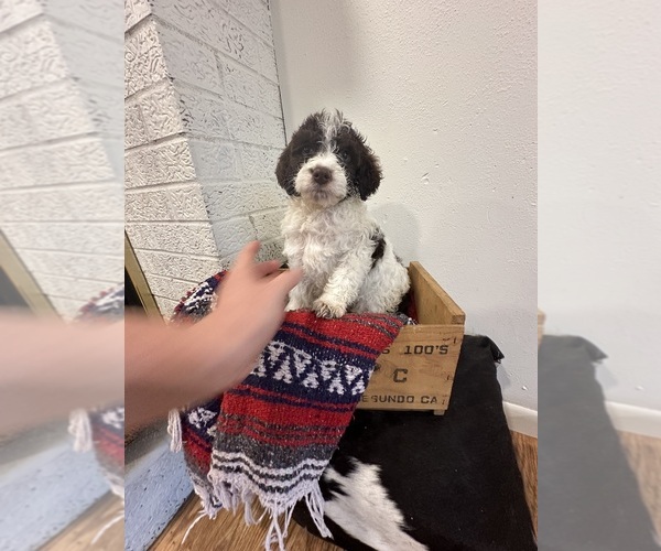 Medium Photo #14 Brittnepoo Puppy For Sale in SALEM, MO, USA