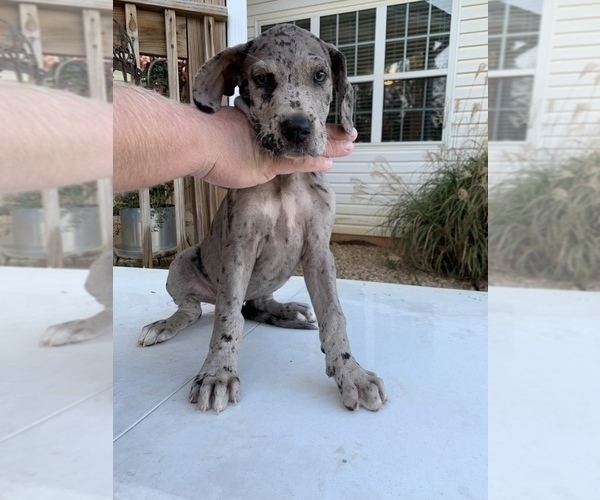 Medium Photo #1 Great Dane Puppy For Sale in BUCHANAN, GA, USA
