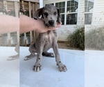 Small Photo #1 Great Dane Puppy For Sale in BUCHANAN, GA, USA