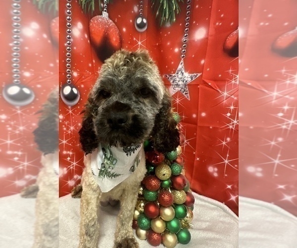 Medium Photo #1 Cockapoo Puppy For Sale in MONTPELIER, OH, USA