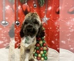 Small Photo #1 Cockapoo Puppy For Sale in MONTPELIER, OH, USA