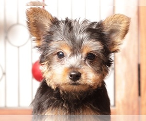 Yorkshire Terrier Litter for sale in NAPLES, FL, USA