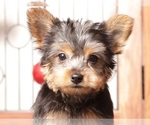 Small Yorkshire Terrier