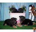 Small Photo #1 German Shepherd Dog Puppy For Sale in PALOS HILLS, IL, USA