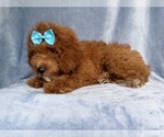 Small #7 Cockapoo (Miniature)