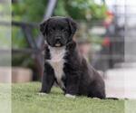 Small #2 Labrador Retriever Mix