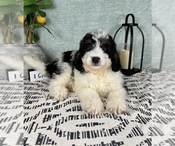 Medium Photo #6 Miniature Bernedoodle Puppy For Sale in FRANKLIN, IN, USA
