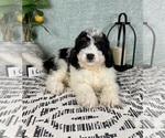 Small #5 Miniature Bernedoodle