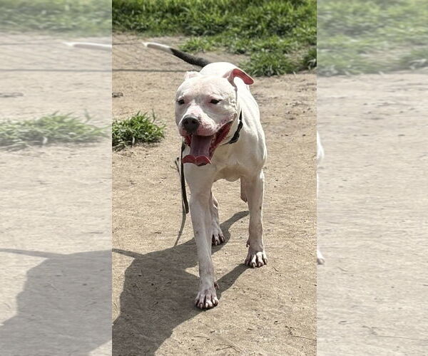 Medium Photo #3 American Pit Bull Terrier-Unknown Mix Puppy For Sale in Virginia Beach, VA, USA