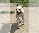 Small #2 American Pit Bull Terrier Mix