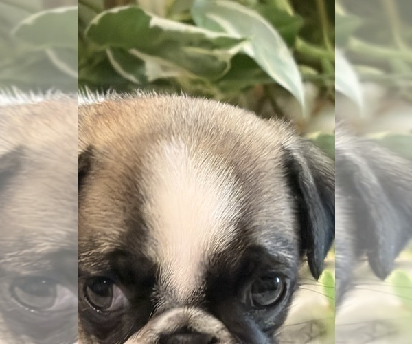Medium Photo #3 Pug Puppy For Sale in SPRING CITY, PA, USA