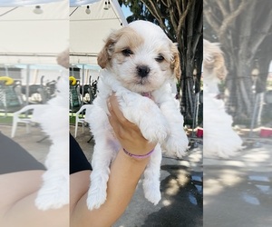 Maltipoo Puppy for sale in SAN BERNARDINO, CA, USA