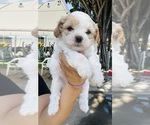 Small Maltipoo