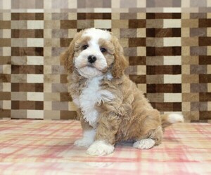 Bernedoodle (Miniature) Puppy for sale in DENVER, PA, USA