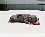 Small #1 Miniature Australian Shepherd
