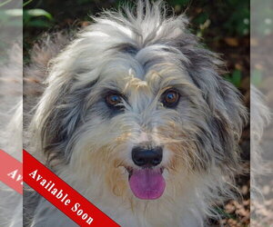 Australian Shepherd-Unknown Mix Dogs for adoption in Huntley, IL, USA