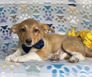 Border Collie-Pembroke Welsh Corgi Mix Puppy for sale in LANCASTER, PA, USA