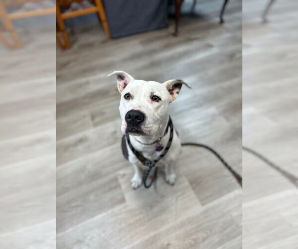 Medium Photo #12 Labrador Retriever-Unknown Mix Puppy For Sale in Claremore, OK, USA