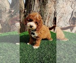 Small #4 Cavapoo (Miniature)