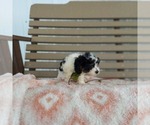 Small Photo #4 Cavapoo Puppy For Sale in FRYTOWN, IA, USA
