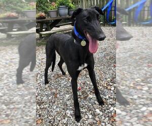 Spartan - Male Greyhound Dog for Adoption - Photo #4