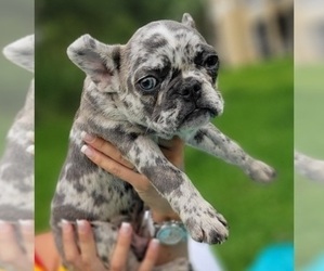 French Bulldog Puppy for sale in TAMPA, FL, USA
