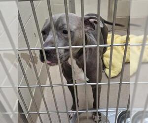 Mutt Dogs for adoption in Decatur, IL, USA