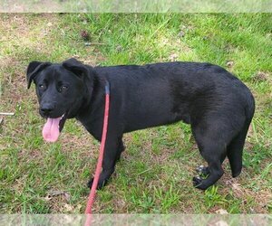 Labrador Retriever-Unknown Mix Dogs for adoption in LOGANVILLE, GA, USA