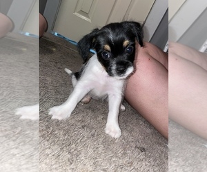 YorkiePoo Puppy for sale in GREENSBORO, NC, USA