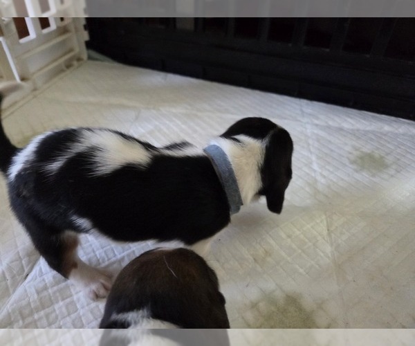 Medium Photo #8 Basset Hound Puppy For Sale in PORTLAND, TN, USA