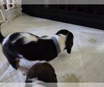 Small #7 Basset Hound