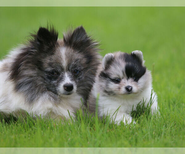 Medium Photo #1 Pomeranian Puppy For Sale in SILETZ, OR, USA