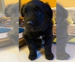 Small Photo #2 Australian Retriever Puppy For Sale in GOLDEN VALLEY, AZ, USA
