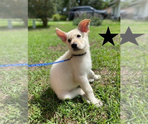 Medium Photo #3 German Shepherd Dog Puppy For Sale in ALACHUA, FL, USA