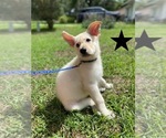 Small #2 German Shepherd Dog