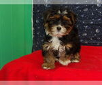 Small Photo #18 Shorkie Tzu Puppy For Sale in PATERSON, NJ, USA