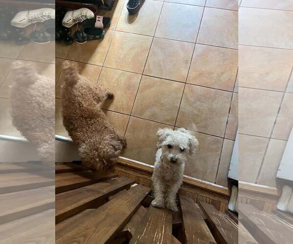 Medium Photo #5 Poodle (Toy) Puppy For Sale in Westwood, NJ, USA