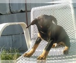 Small Photo #9 Doberman Pinscher Puppy For Sale in PASCO, WA, USA