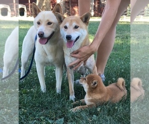Mother of the Shiba Inu puppies born on 11/22/2022