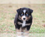 Small Photo #1 Miniature Australian Shepherd Puppy For Sale in CHEHALIS, WA, USA