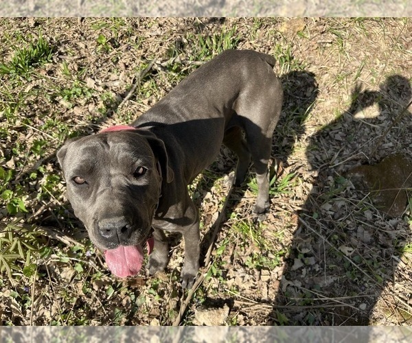 Medium Photo #1 Cane Corso Puppy For Sale in CHERRYVILLE, MO, USA