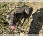Small Photo #1 Cane Corso Puppy For Sale in CHERRYVILLE, MO, USA