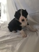 Small Photo #4 Border Collie Puppy For Sale in GUSTINE, CA, USA
