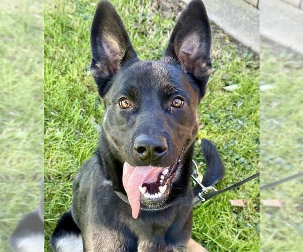 Medium Photo #3 German Shepherd Dog Puppy For Sale in Lodi, CA, USA