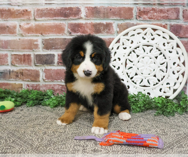 Medium Photo #7 Bernese Mountain Dog Puppy For Sale in SYRACUSE, IN, USA